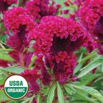 Amish Cockscomb Flower Seeds AS2358