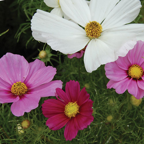 Sensation Cosmos Mix Flower Seeds AS2604