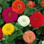 Benary's Giant Zinnia Flower Seeds AS2363