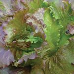 Red Iceberg Lettuce Vegetable Seeds AS2178