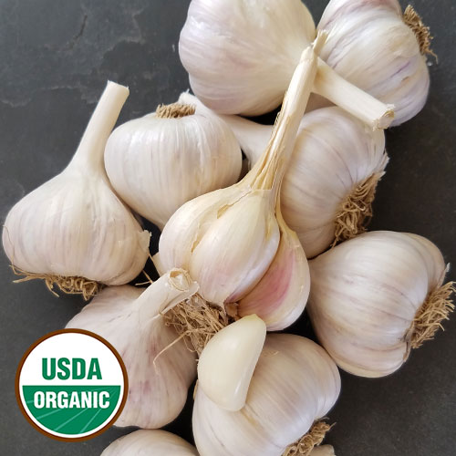 Samarkand Garlic Vegetable Seeds AS2128
