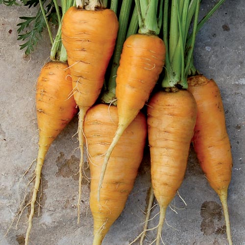 Oxheart Carrot Vegetable Seeds AS2052