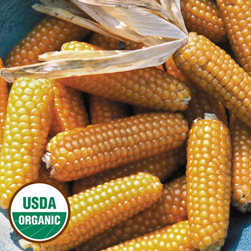 Tom Thumb Popcorn Corn Vegetable Seeds AS2081