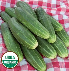 A & C Pickling Cucumber Vegetable Seeds AS2085