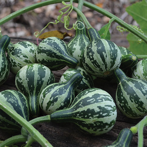 Spinning Gourd Vegetable Seeds AS2135