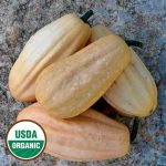 Fordhook Acorn Squash Vegetable Seeds AS2290