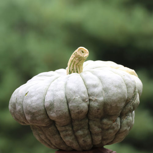 Queensland Blue Squash Vegetable Seeds AS2304