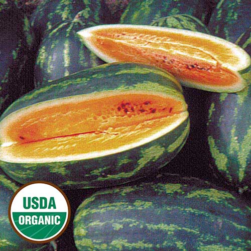 Mountain Sweet Yellow Watermelon Vegetable Seeds AS2350