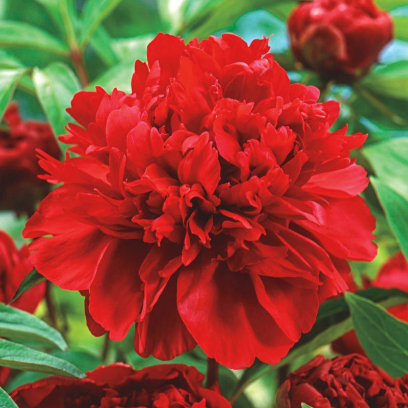 Karl Rosenfield Peony Plant