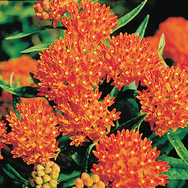 Orange Butterfly Plant
