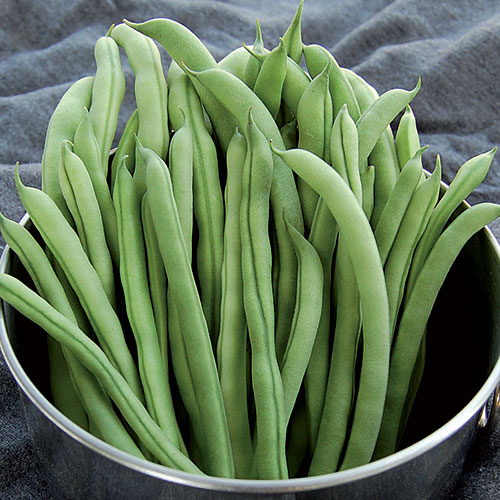 Ideal Market Bean Vegetable Seeds AS2025
