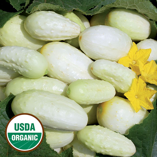 Miniature White Cucumber Vegetable Seeds AS2098