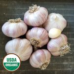 German Extra Hardy Garlic Vegetable Seeds AS2126