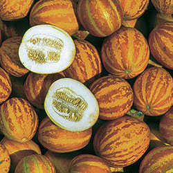Queen Anne's Pocket Melon Vegetable Seeds AS2203