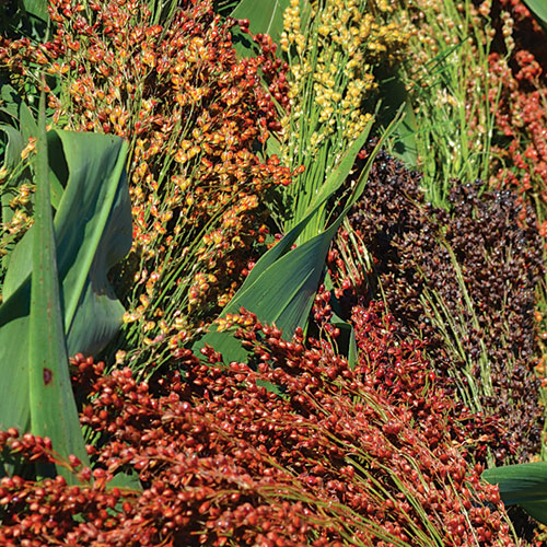 Mixed Colors Broomcorn Sorghum Vegetable Seeds AS2270