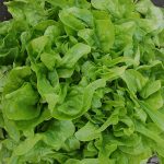 Baby Oakleaf Lettuce Vegetable Seeds AS2160