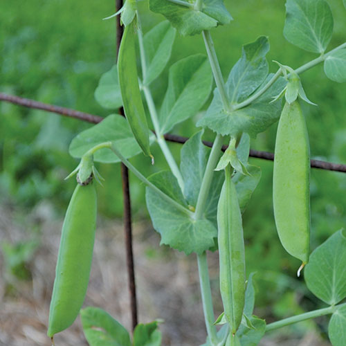 Sutton's Harbinger Pea Vegetable Seeds AS2226