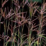 Big Bluestem Flower Seeds AS2382
