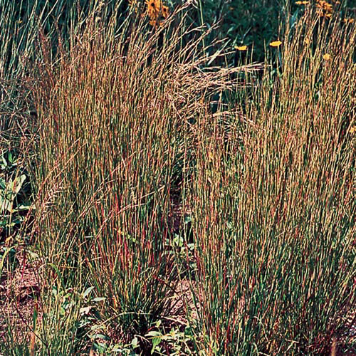 Little Bluestem Flower Seeds AS2389