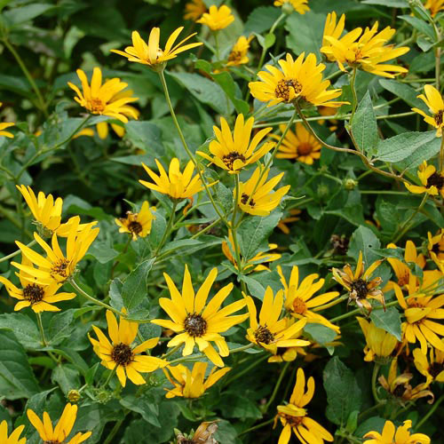 Ox Eye Sunflower Flower Seeds AS2394