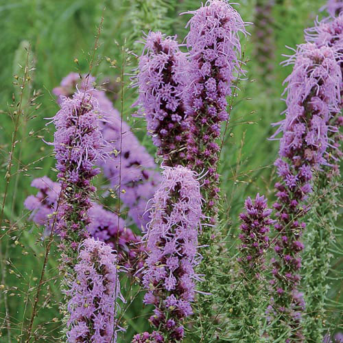 Prairie Blazingstar Flower Seeds AS2395