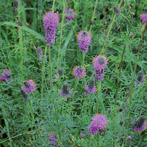 Purple Prairie Clover Flower Seeds AS2397