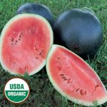 Blacktail Mountain Watermelon Vegetable Seeds AS2339