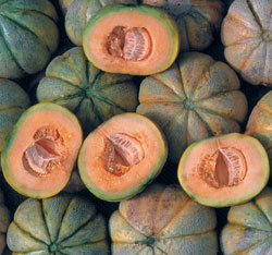 Oka Melon Vegetable Seeds AS2200
