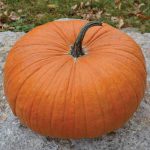 Cornfield Pumpkin Squash Vegetable Seeds AS2288