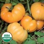 Dr. Wyche's Yellow Tomato Vegetable Seeds AS2336