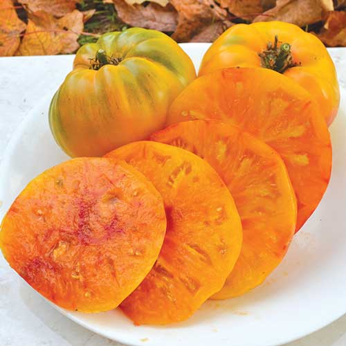 Hillbilly Potato Leaf Tomato Vegetable Seeds AS2524