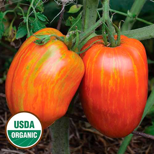 Speckled Roman Tomato Vegetable Seeds AS2560