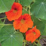 Empress of India Nasturtium Flower Seeds AS2379