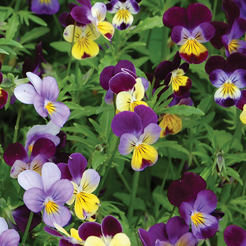 Johnny Jump-Up Flower Seeds AS2584