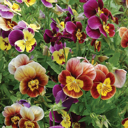 Historic Pansies Mix Flower Seeds AS2580