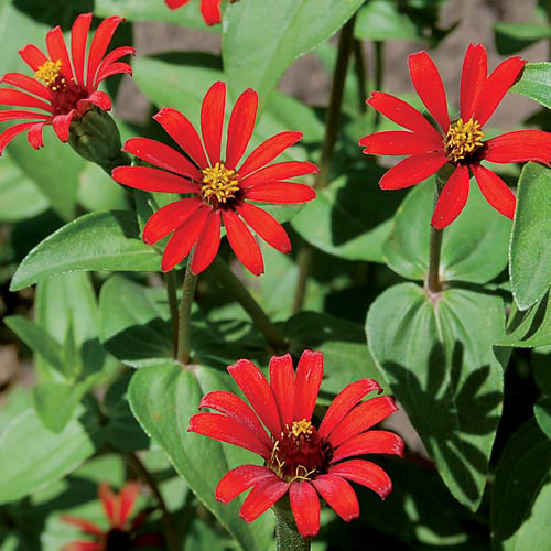 Red Spider Zinnia Flower Seeds AS2601