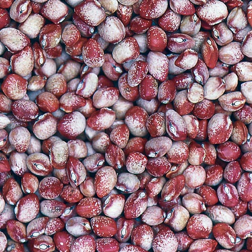 Mayflower Bean Vegetable Seeds AS2030
