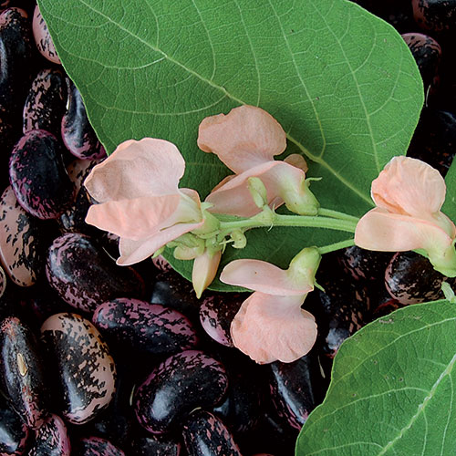 Sunset Runner Bean Vegetable Seeds AS2265