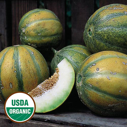 Ha'Ogen Melon Vegetable Seeds AS2194