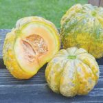 Melon, Prescott Fond Blanc Vegetable Seeds AS2201