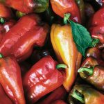 Beaver Dam Pepper Vegetable Seeds AS2236
