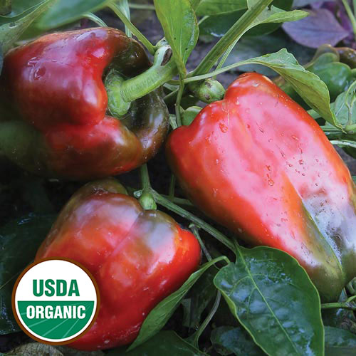 Napoleon Sweet Pepper Vegetable Seeds AS2491