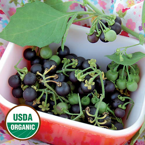 Sunberry Vegetable Seeds AS2306