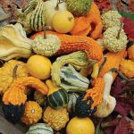 Gourd Mix Vegetable Seeds AS2134