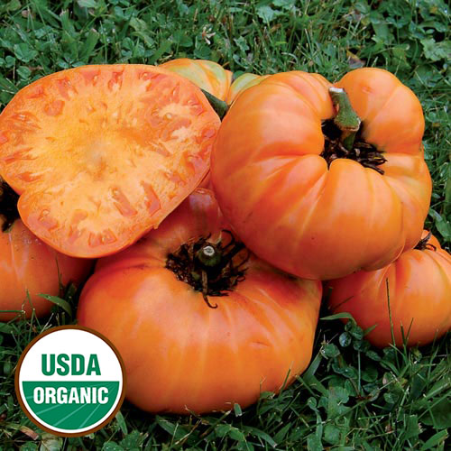 Kellogg's Breakfast Tomato Vegetable Seeds AS2533
