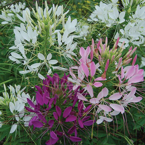 Spider Flower Mix Flower Seeds AS2607