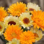 Calendula Mix Flower Seeds AS2371