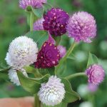 Globe Amaranth Flower Seeds AS2578