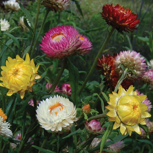 Strawflower Mix Flower Seeds AS2609