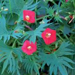 Cardinal Climber Flower Seeds AS2373